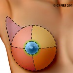 Female breast anatomy