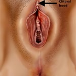 Clitoral hood