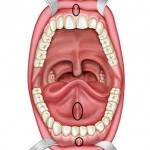 Frenulum