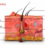 Epidermis